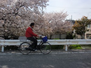 さくらさく