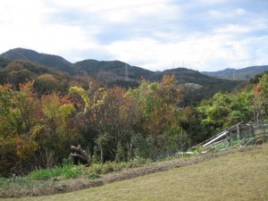 どこぞの山