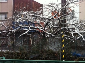 雪！