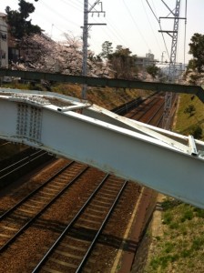 来てます！春がもう来てます！